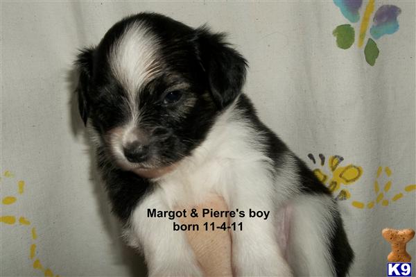 Puppies in MA
